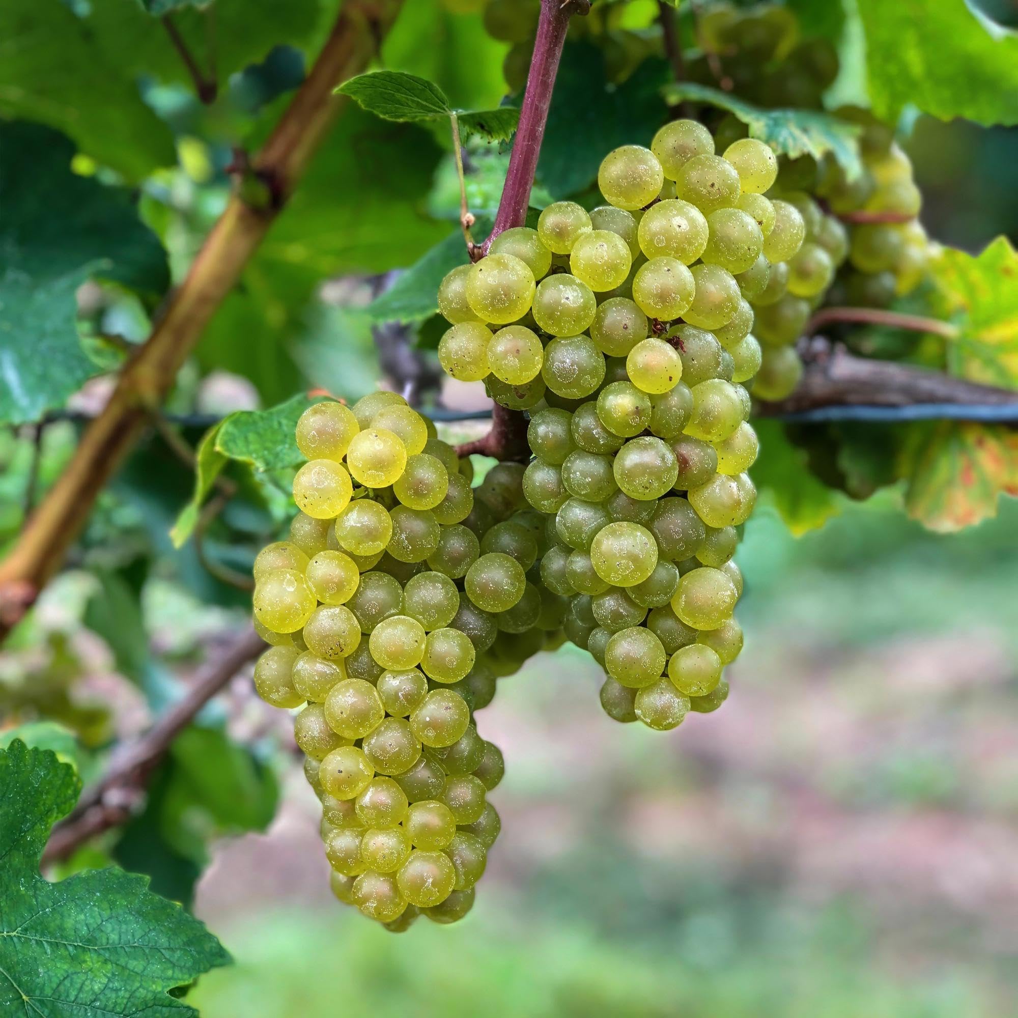 Winorośl Vitis vinifera 'Bianca' – białe winogrona – 2 rośliny – Ø 15 cm – wysokość ok. 50 cm – słodkie winogrona stołowe – łatwa w pielęgnacji roślina owocowa do ogrodu i na balkon – bogata w