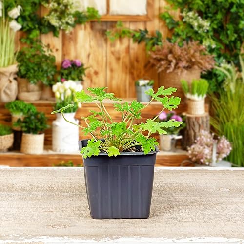 Miniatura 8 de Plantas vivas de geranio de citronela (paquete de 4) plantas en maceta perfumadas de citronela Pelargonium