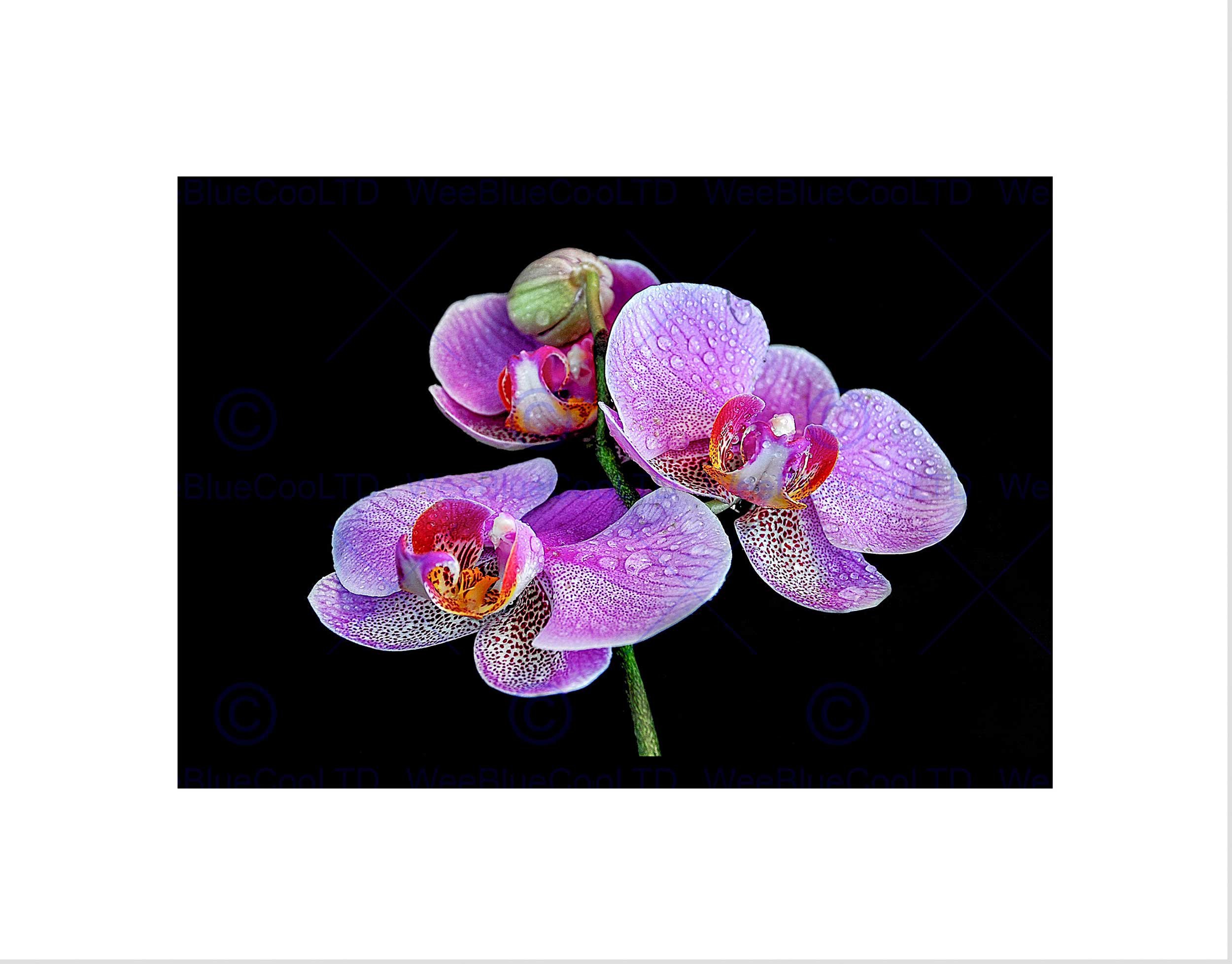 Wee Blue Coo PHOTO MACRO CLOSE UP FLORAL FLOWER PINK PURPLE ORCHID FRAMED ART PRINT B12X13167