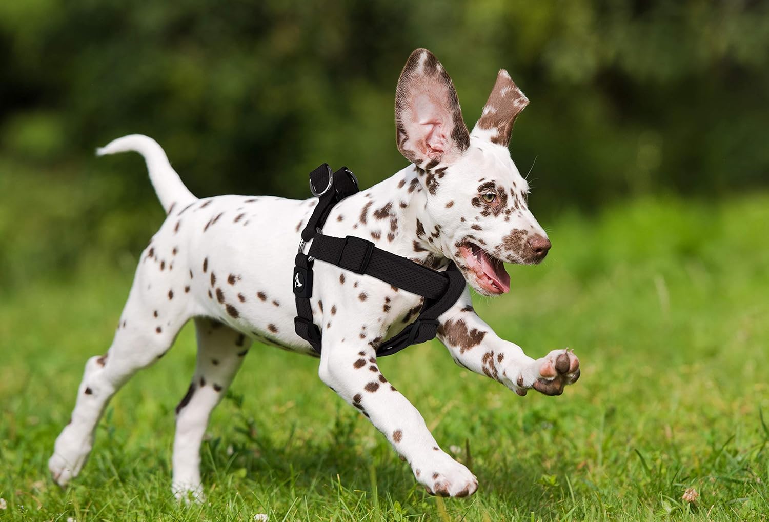 KRUZ PET KZA201-01L Step in Mesh Dog Harness – No Pull, Easy Fit Adjustable Pet Harness – Comfortable, Lightweight Padded Harness for Walking or Training Small, Medium, or Large Dogs, Black, Large : Pet Supplies