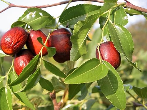 Nuevo asiático FECHA Ziziphus Spinosa de azufaifo común chino Tsao rojo de la fruta árbol 20+ semillas