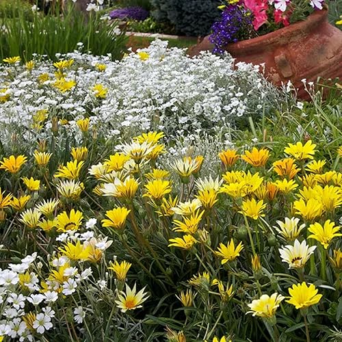 Miniatura 4 de CHUXAY GARDEN Gazania amarilla 100 semillas de asteráceas florecientes florecen verano hermosa flor grande