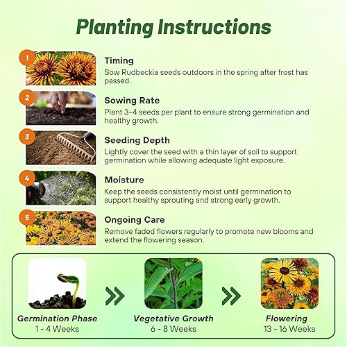 Miniatura 4 de Outsidepride Rudbeckia Hirta Chim Chiminee Garden Cut Flower Mix - 200 Semillas