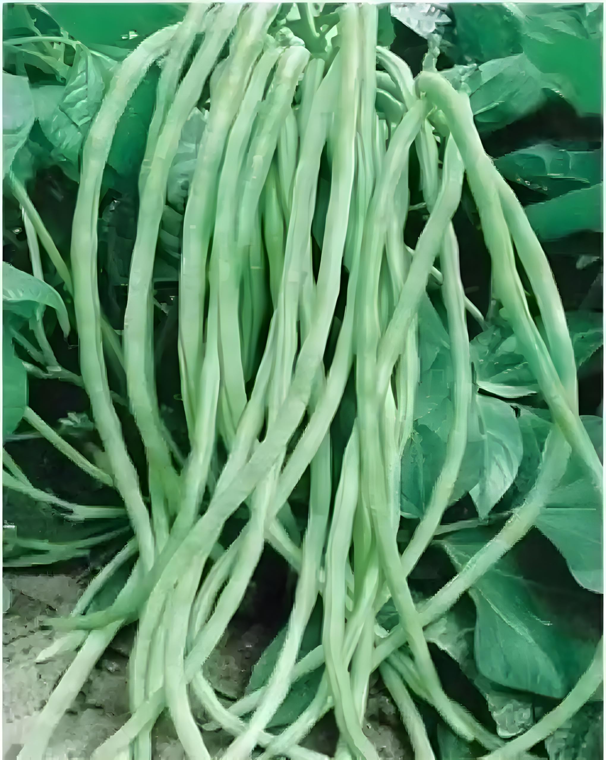 Broccoli Seeds - Grow Your Own! -23