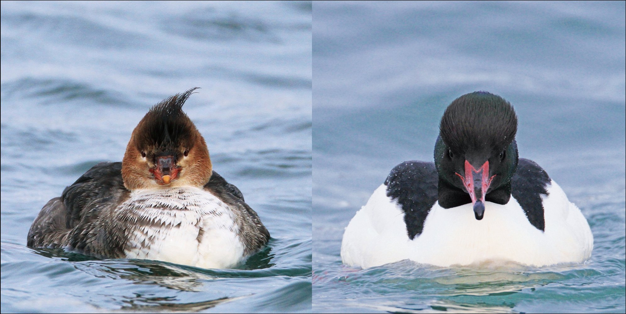 鳥の正面顔 鳥くん 永井真人 木村壱典 本 通販 Amazon 鳥の正面顔 鳥くん 永井真人 木村壱典 本 通販 Amazon
