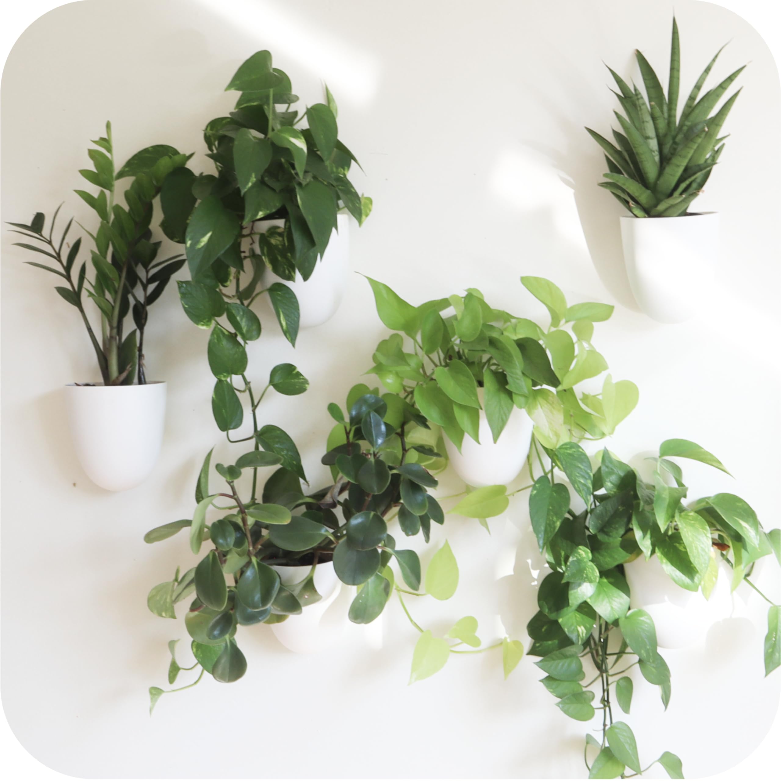 PlantPod Classic 6pk