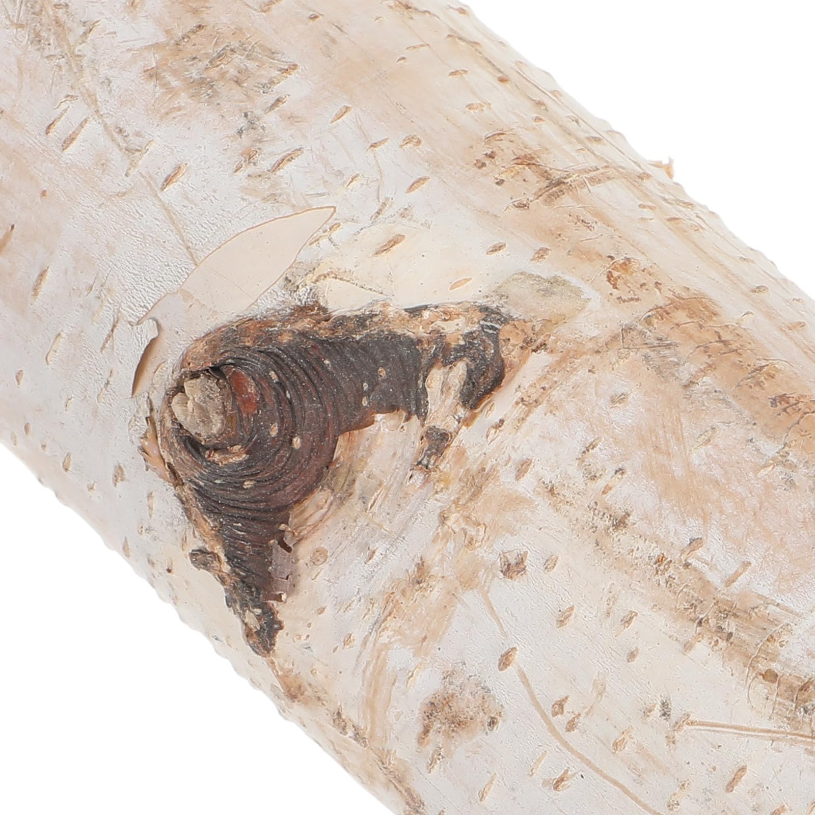 Housoutil Tronchetti Legno di Betulla Naturale 2 Pezzi Decorativi e Affidabili per Artigianato e Decorazioni per Soggiorno ed Eventi a Tema