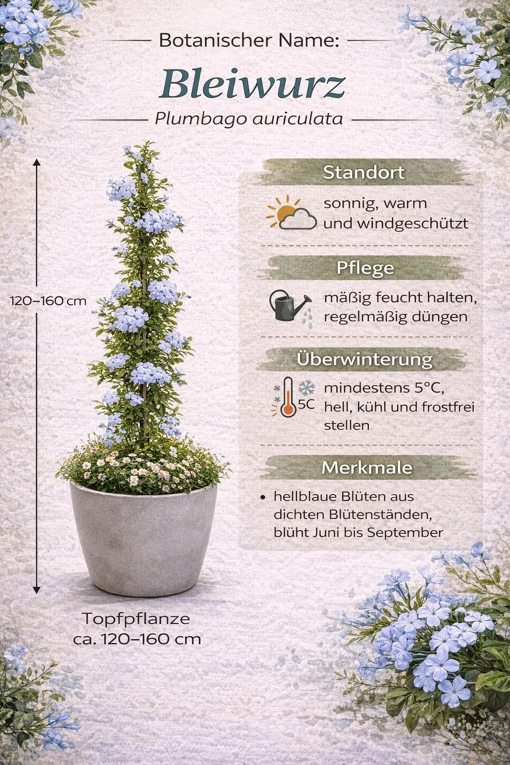 Plumbago auriculata 120–160 cm – Chinesischer Bleiwurz – Immergrüne Kübelpflanze für Garten & Terrasse – Blaue Blütenpracht – Mediterrane Pflanze im Topf