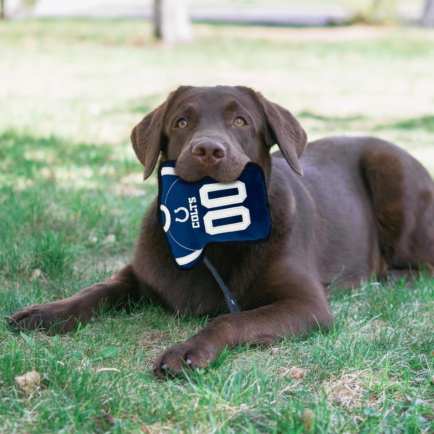 The 1st Ever Tough but Smooth Dog Toy NFL Indianapolis Colts Football Jersey Tough Pet Toy. A Premium Quality Doggie Toy with Built-in Squeaker. Sports Fans Favorite Chew Toy