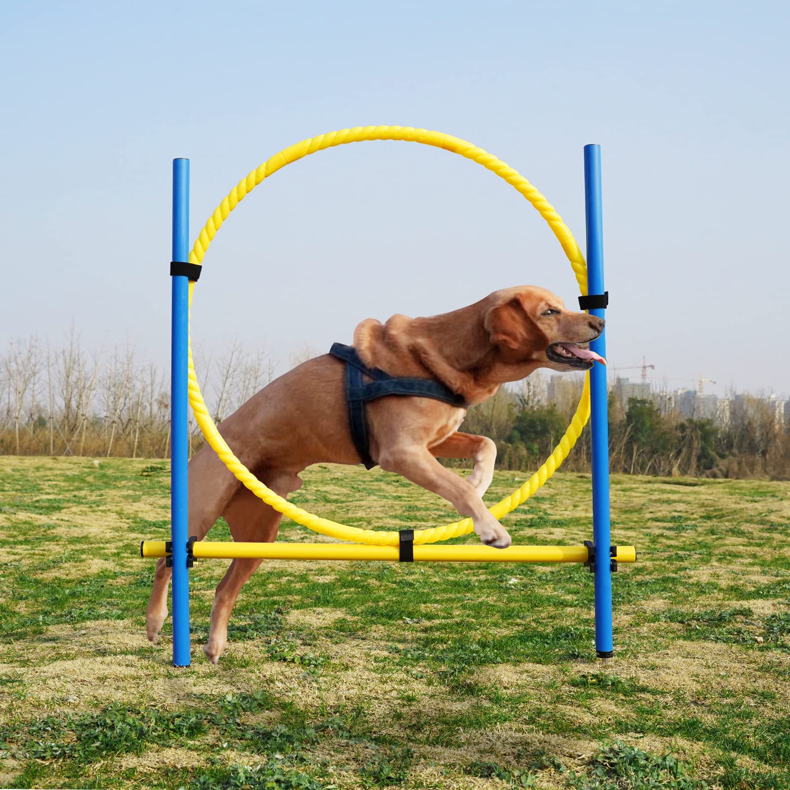 Buy Yiotl Dog Agility Equipment Hoop Jump Set, 30 Pcs Outdoor Dog