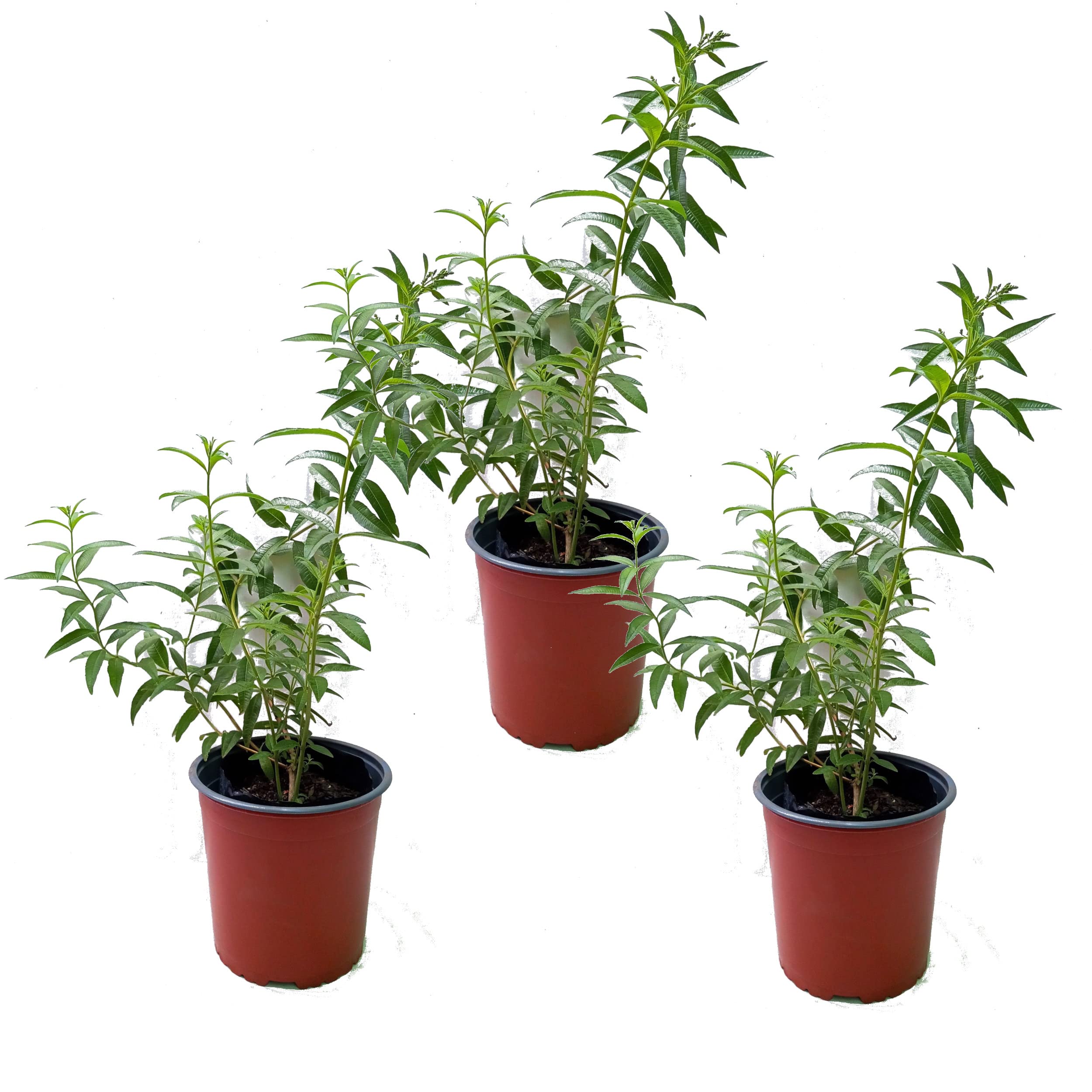 Hierbaluisa - PACK DE 3 PLANTAS - Plantas de Hierba Luisa Naturales