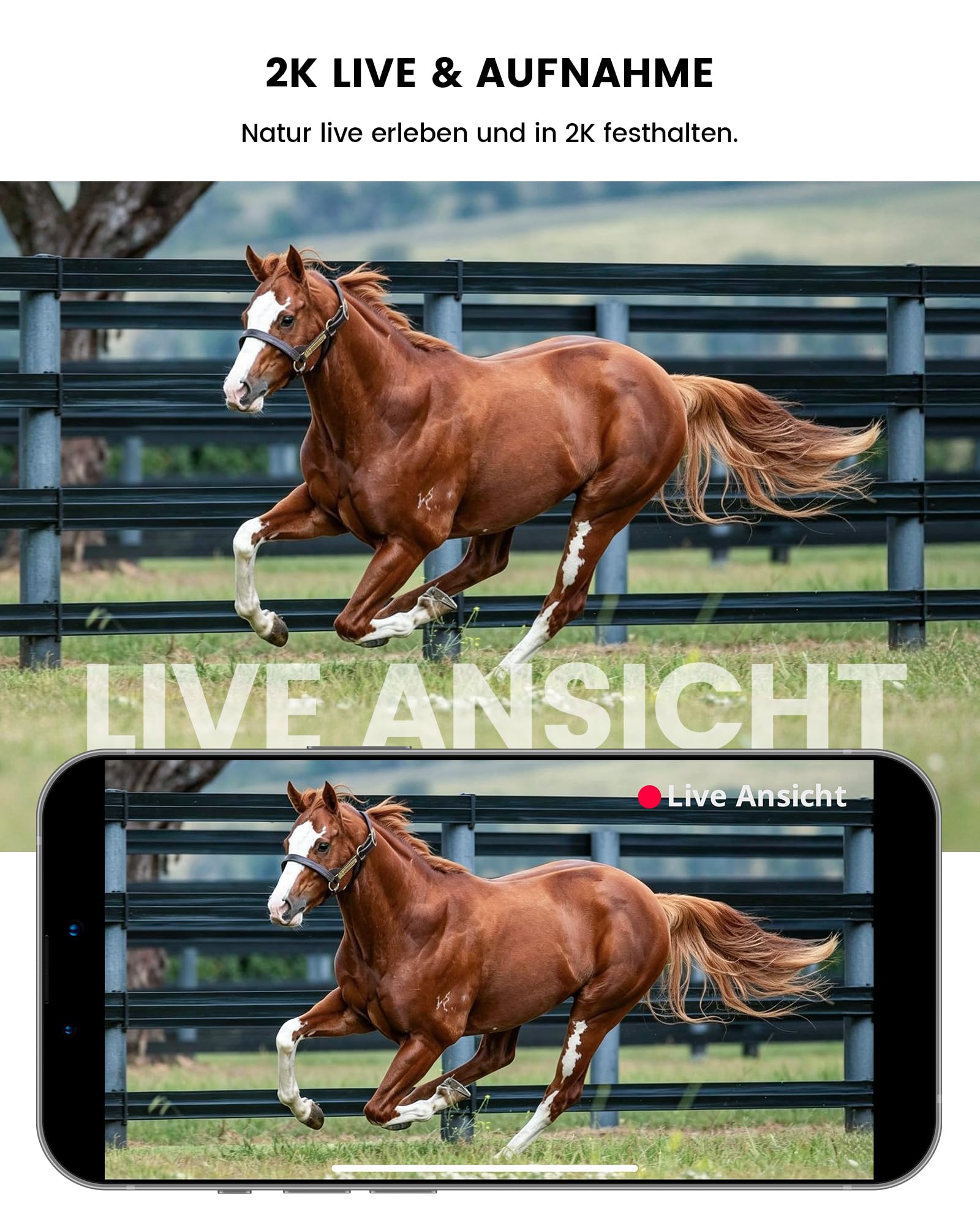 Misstech 4G LTE Wildkamera mit SIM Karte – 2K unsichtbare 940nm Nachtsicht