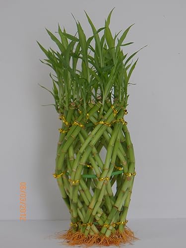 greenviewusa Bambú de la suerte piña