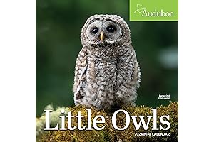 Audubon Little Owls Mini Wall Calendar 2024: Year-Round Owl Delight