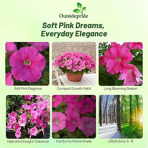 Miniatura 2 de Outsidepride Pink Petunia Grandiflora Seeds - 250 unidades. Semillas de flores anuales, compactas y versátiles para plantar flores vibrantes de bajo