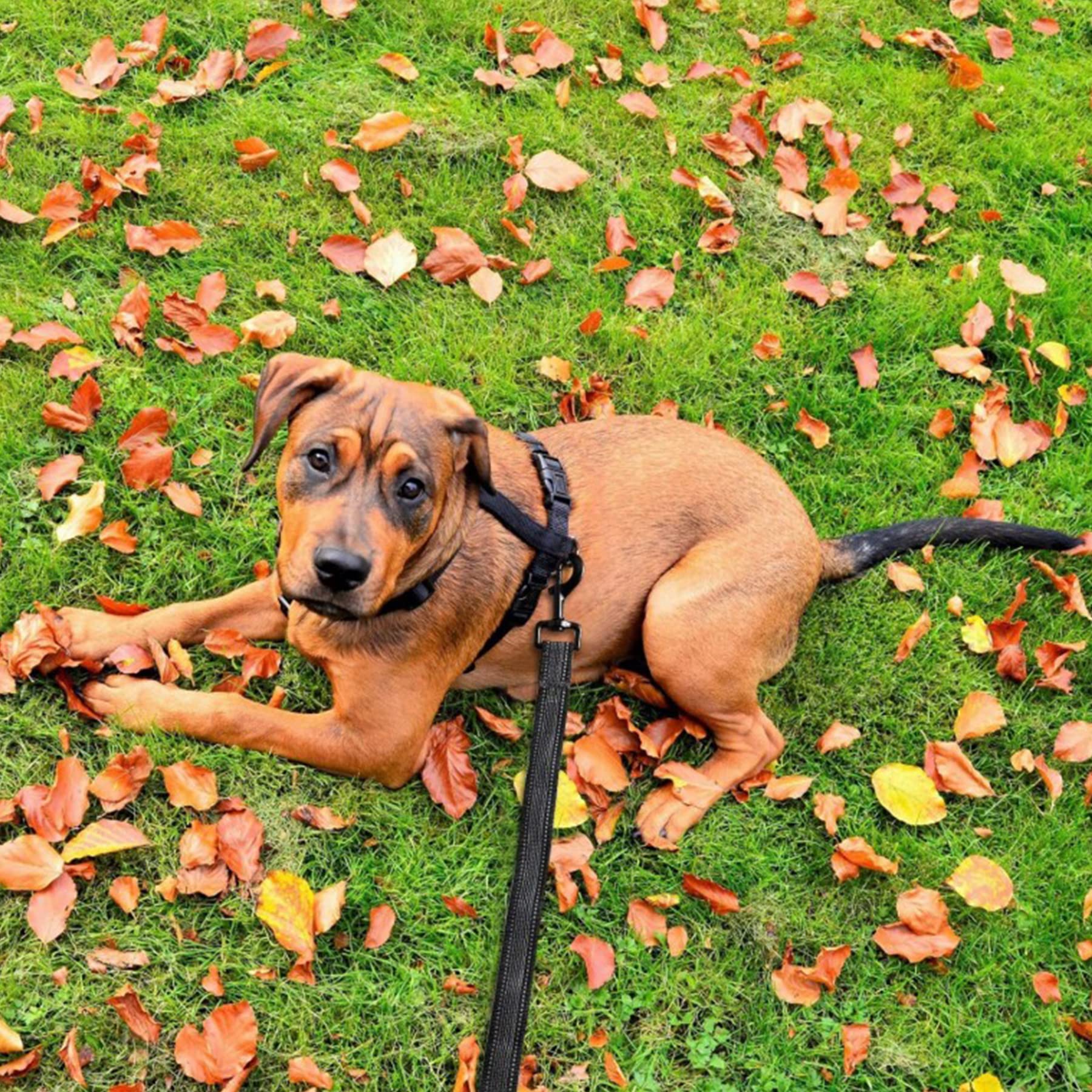 Toozey Lungo Guinzaglio per Cani Piccoli a Grandi e Medi con Gomma Antiscivolo e Strisce Riflettenti, 5m 10m 15m 20m Lunghina Cane Addestramento in Nylon Morbido e Resistente, 10m x 2,5cm