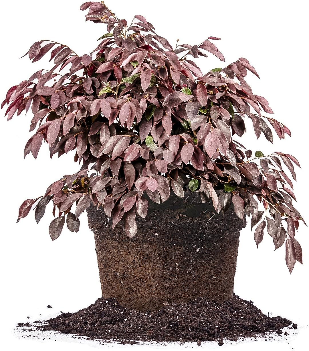 Zhuzhou Loropetalum 3 Gallon