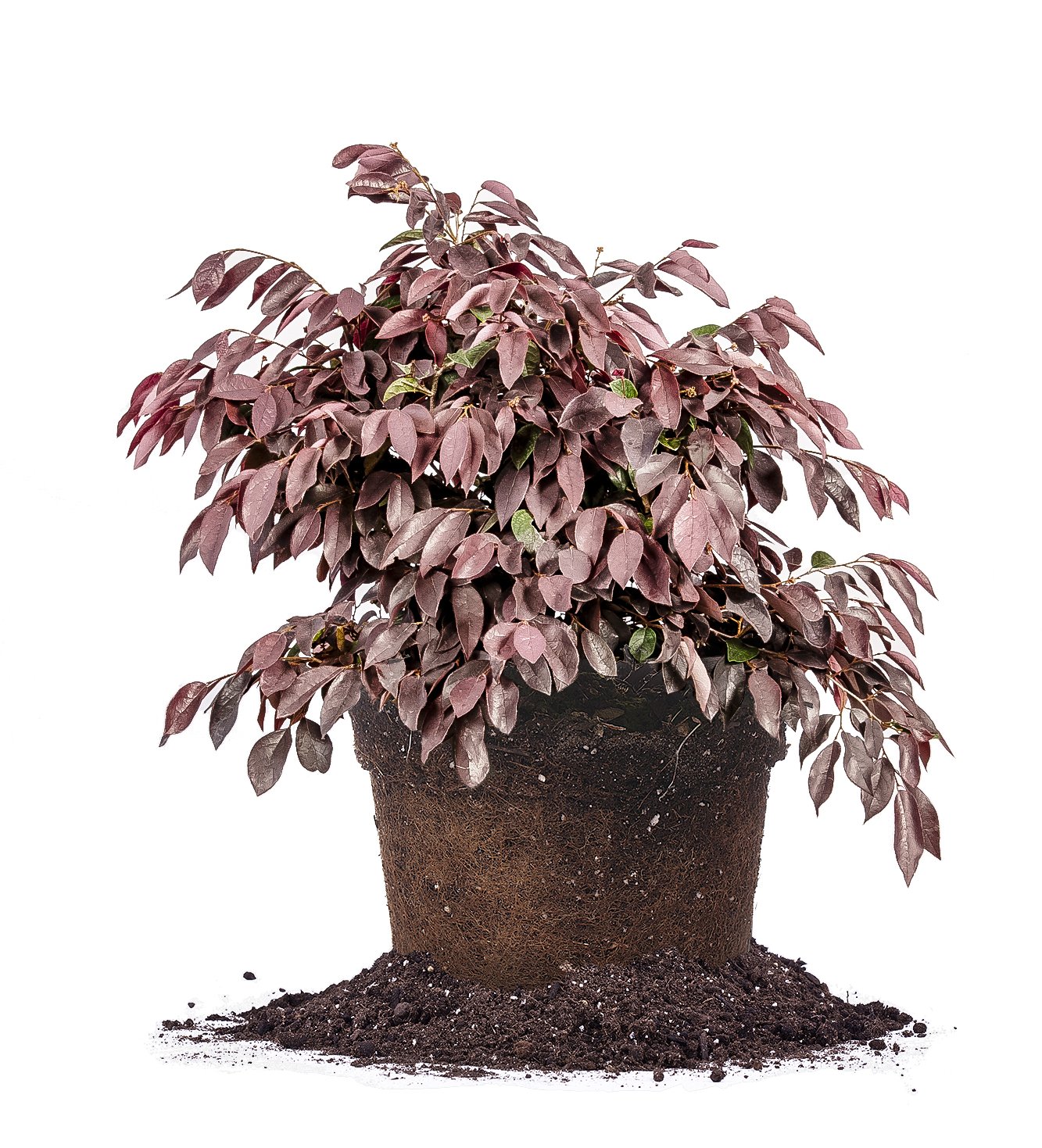 Zhuzhou Loropetalum 3 Gallon