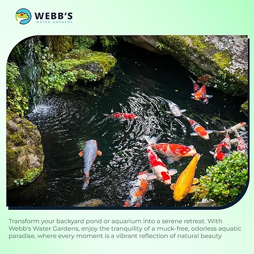 Miniatura 5 de Webb's Water Gardens Tabletas removedoras de lodo para todas las estaciones para estanques Koi y jardines acuáticos, sin ensuciar, fáciles de usar,