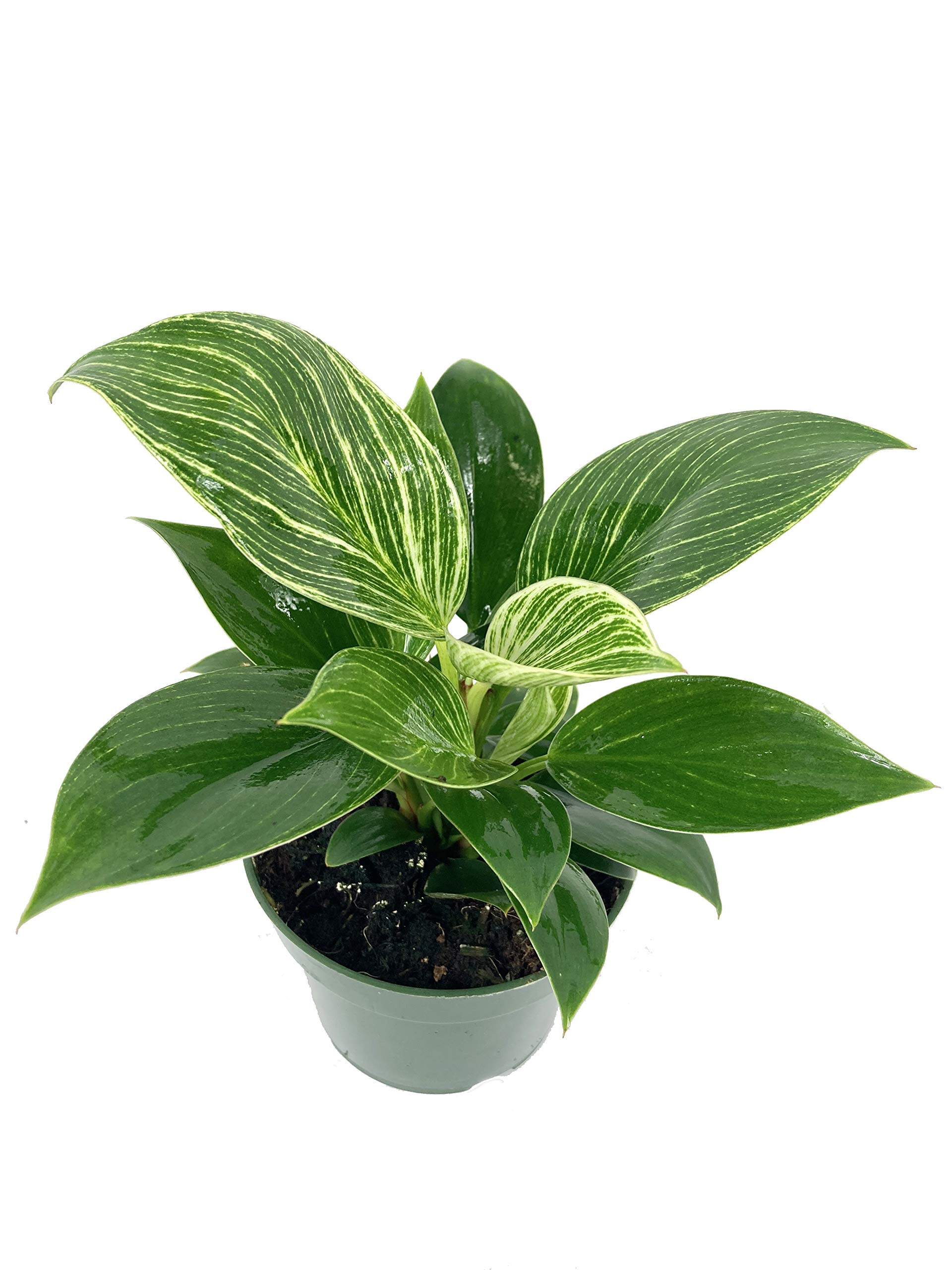 Amazon.com : 5 Pack Indoor Houseplant Collection - 5 Live Plants