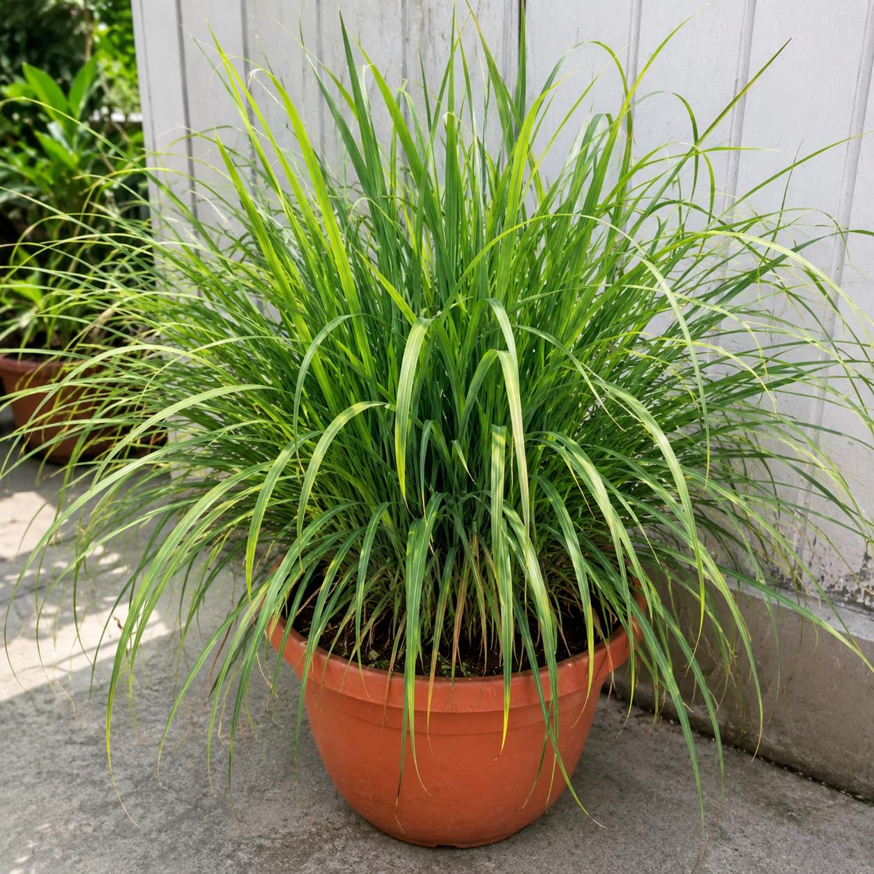 Lemon Grass Live Plant Pack of 1 Herbal Plant | Cooking & Herbal Tea, Home Garden Use, Balcony & Outdoor, Fresh Live Plant, Healthy Growth-image-43