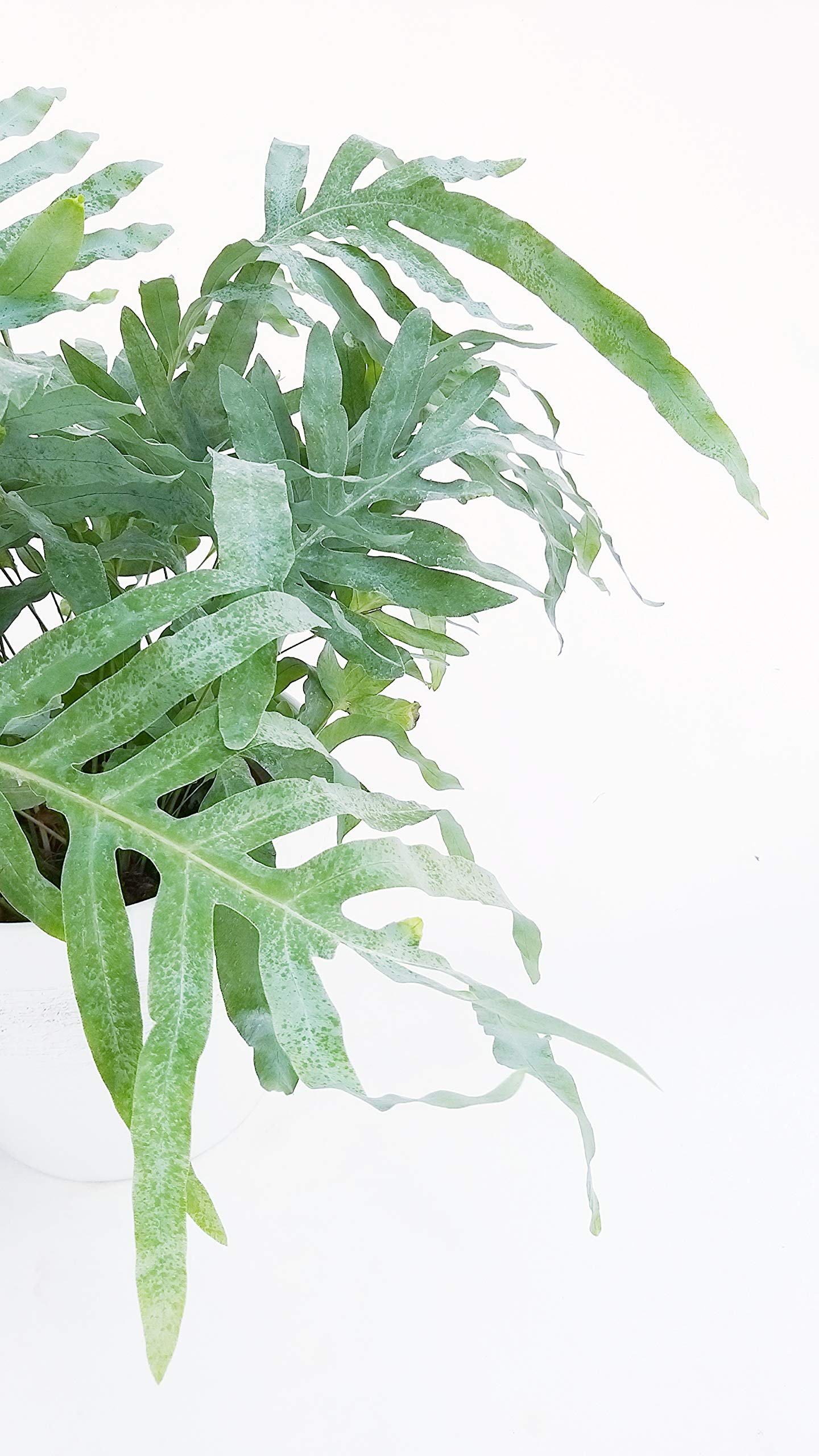 POWERS TO FLOWERS - FELCE PHLEBODIUM AUREUM BLUE STAR IN VASO CERAMICA A RIGHE GRIGIO-BIANCO, pianta vera
