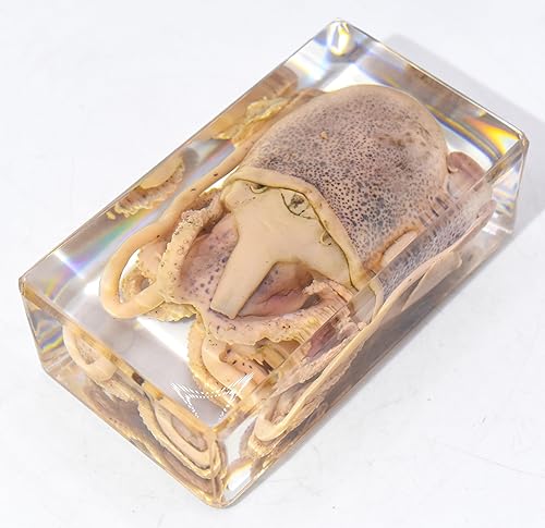 Miniatura 3 de Una sepia de calamar real de 2.874 in en resina de lucita. Espécimen preservado de mar marino de moluscos marinos de animales de taxidermia