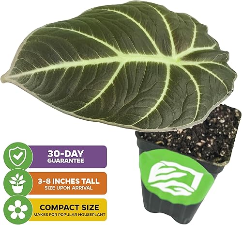 Miniatura 2 de Planta viva de Oreja de Elefante de Terciopelo Negro - Alocasia reginula - Planta inicial de Wellspring Gardens - Planta exótica tropical para