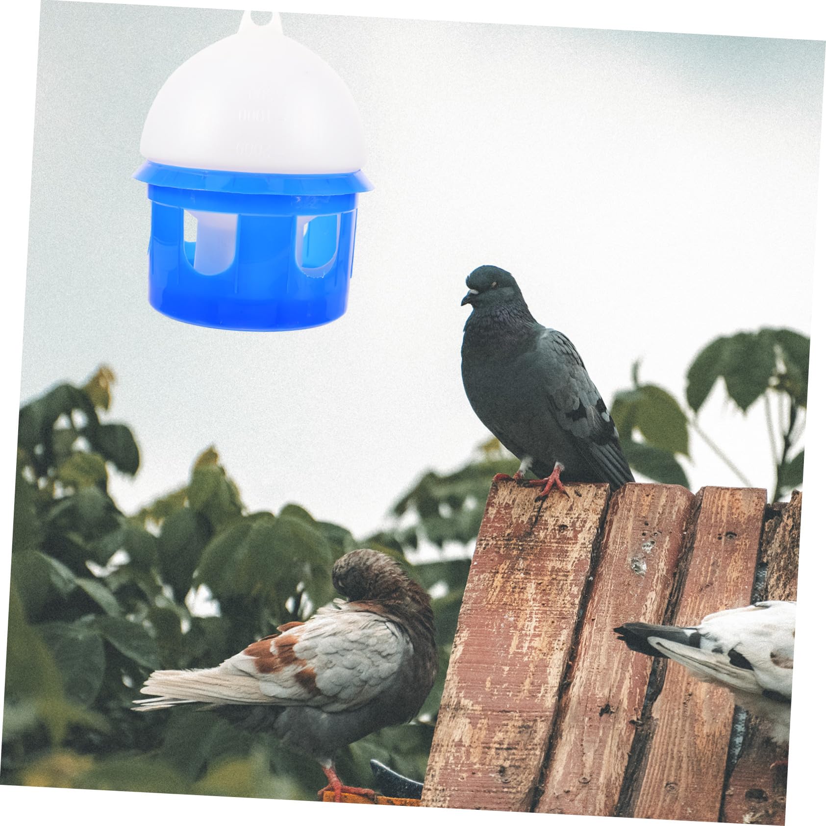 Tauben Wasserspender Automatische Selbsttränke 4l Kunststoff Blau Taubenbedarf Haustier Vogeltränke Für Garten Und Taubenzucht