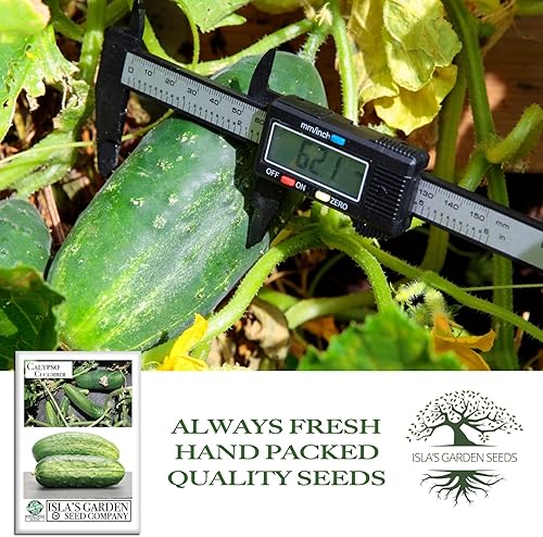 Miniatura 4 de Semillas de pepino Calypso para plantar, más de 25 semillas de reliquia por paquete, semillas de jardín de Isla (semillas de jardín de Isla),