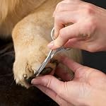 Tweezerman Chien et chat en acier inoxydable Conseil de sécurité Ciseaux de grooming