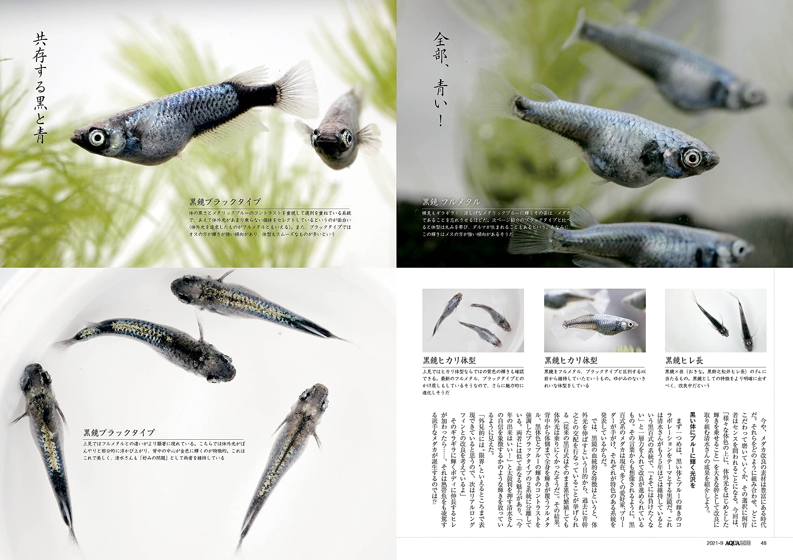 月刊アクアライフ 21年 09 月号 30cmキューブ水槽 本 通販 Amazon