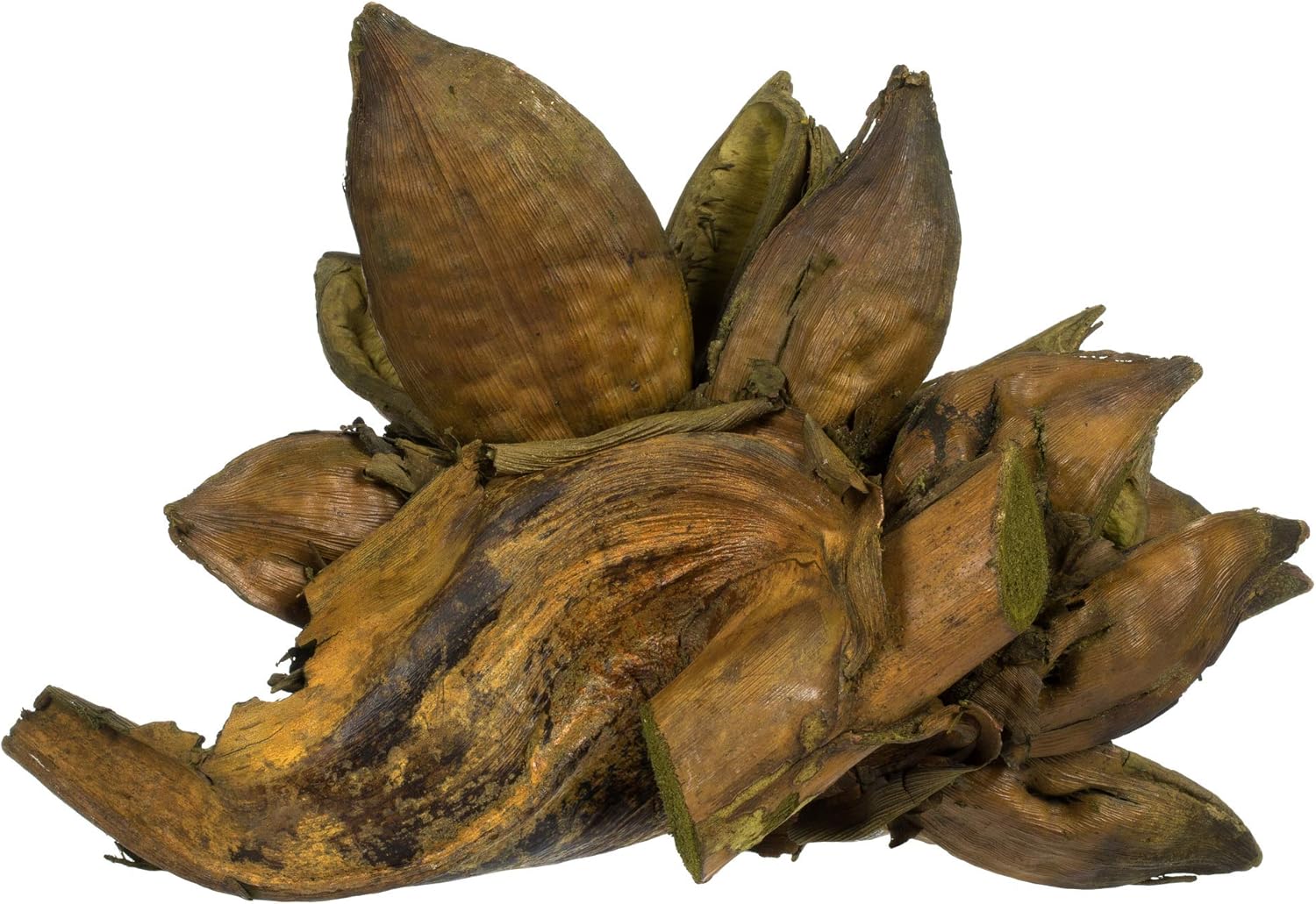 Vickerman 6" Basil Star Pod - 1 Piece - Dried - Height Ranges from 6 to 11 inches - Rich Color and Texture - Natural Dried Arrangement - Dried Flower for Indoor Decor - Living Room Decor