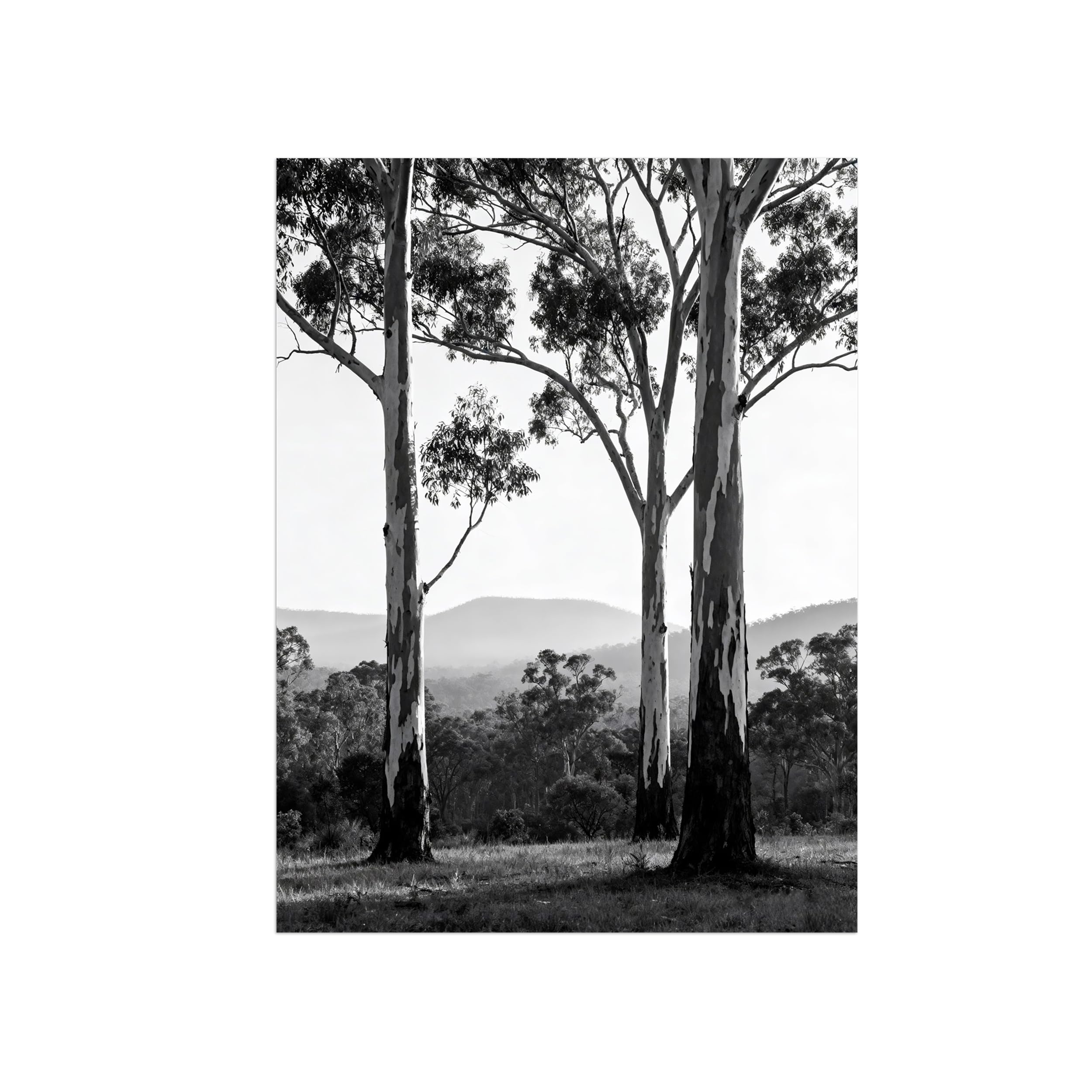 OZPWBVY Tree Black White Landscape Wall Art Prints 90x117cm Unframed