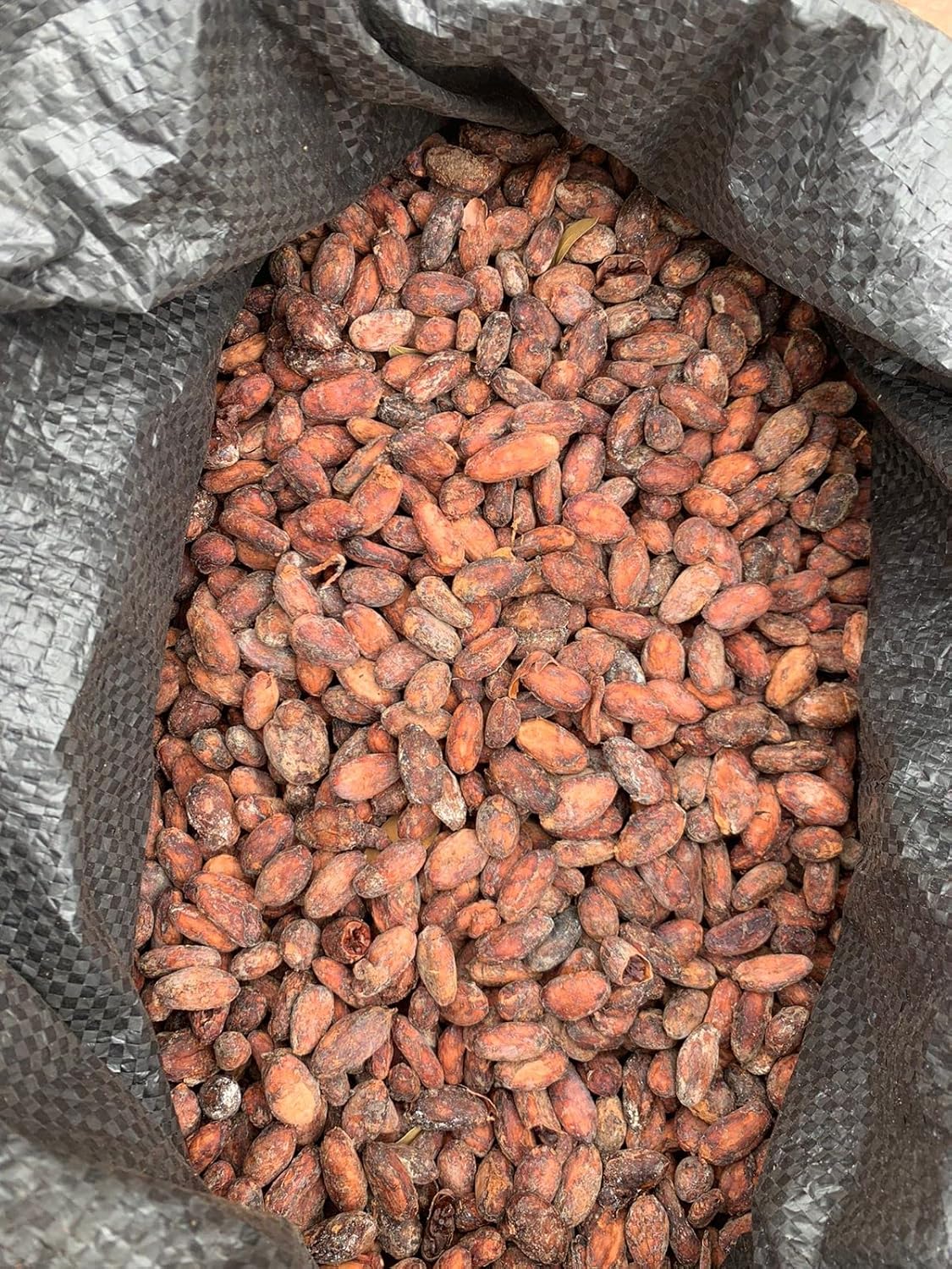 Granos de cacao crudos ecuatorianos orgánicos hechos en Balzar Ecuador (1 onza)
