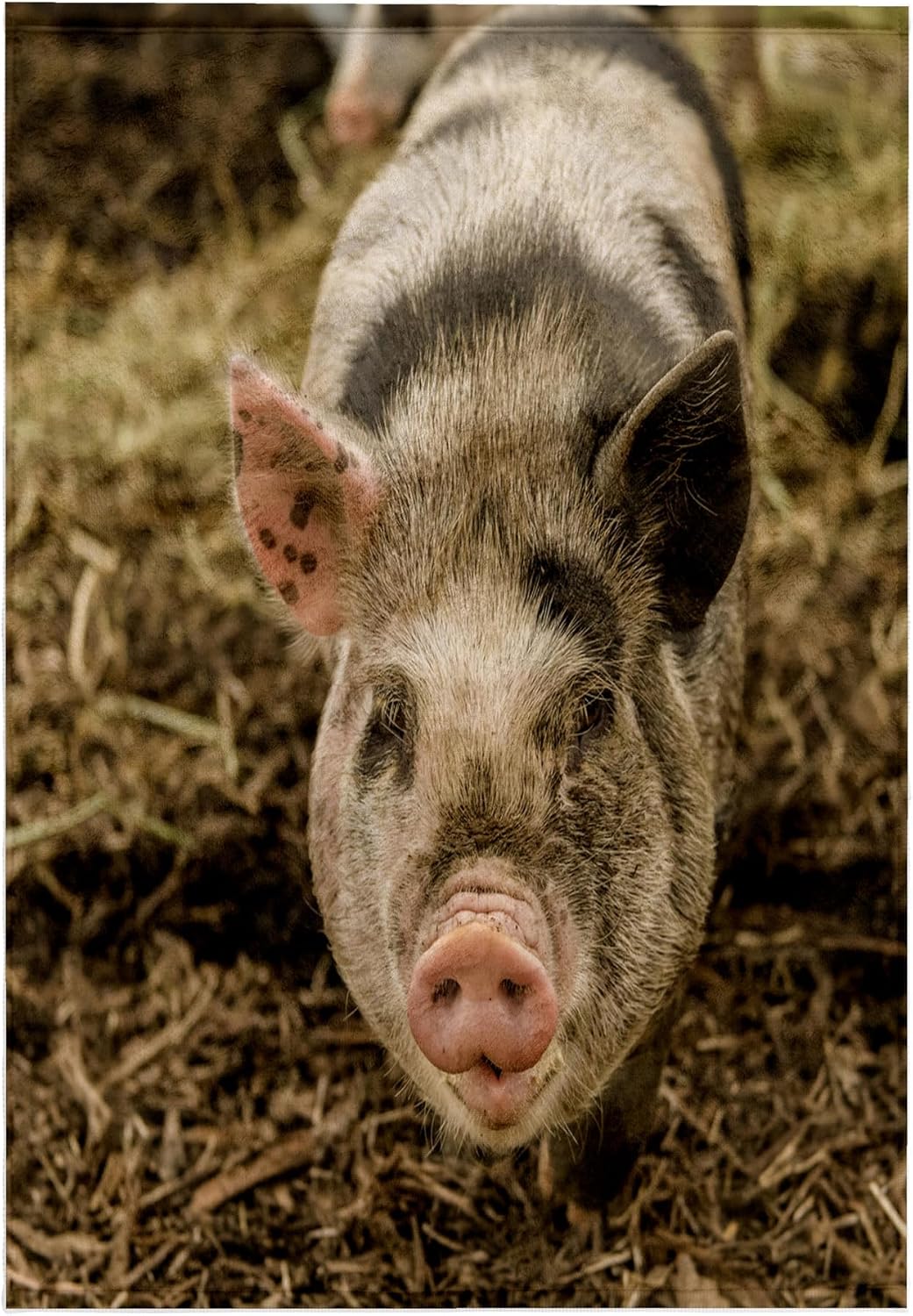 3dRose The Kunekune is a Small Breed of Domestic Pig with a Friendly Nature 22x30 Bath Hand Pool Towel