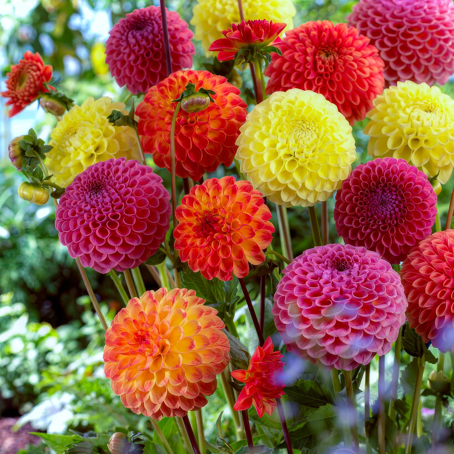 Dalias Lila Dream Collection – 5 Tubérculos De Dalia De Holanda, Exclusiva Mezcla De Variedades Para Jardín Y Maceta