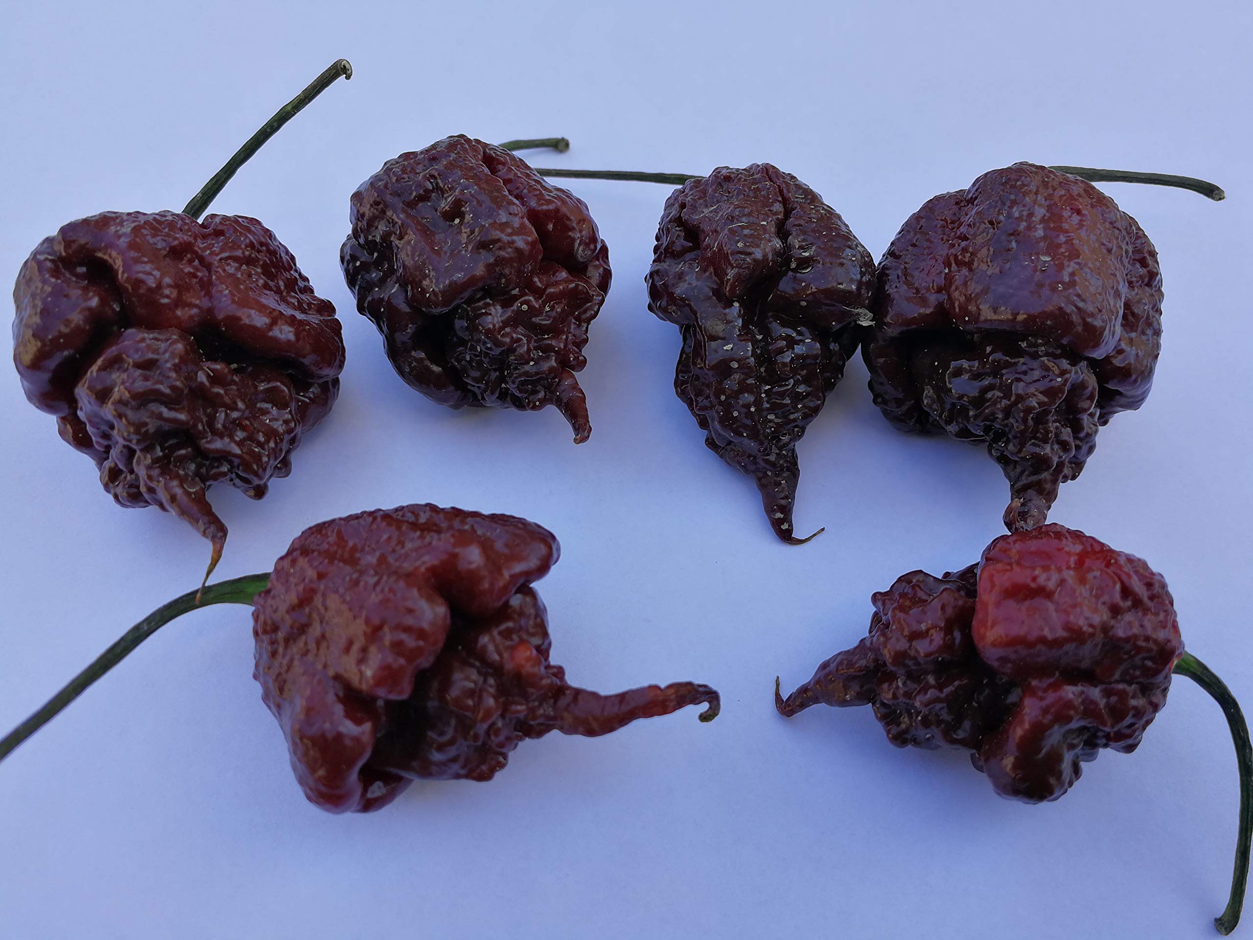 Peperoncino piccante Carolina reaper vaso cm.14 - Vivaio Menzani