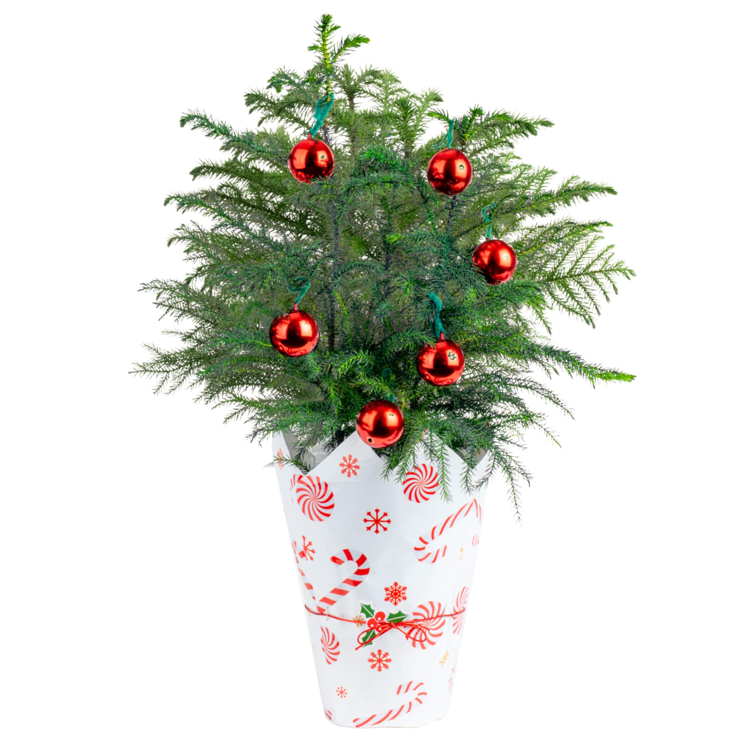 Costa Farms Live Christmas Tree, 18 to 20-Inches Tall, Decorated with Christmas Gift Wrap, Ornaments and Tree-Topper, Fresh From Our Farm