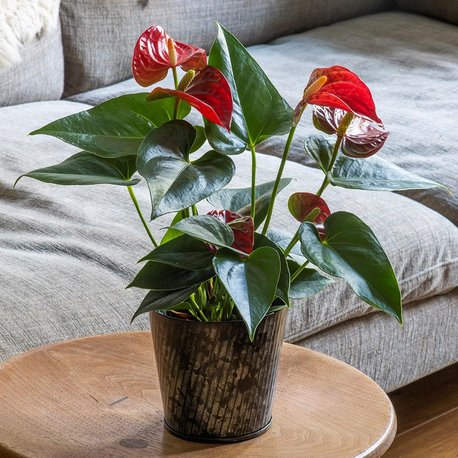 Crocus Grey Collection 14Cm Metal Planter Flower Pot Zinc Galvanised Steel Decorative Herringbone