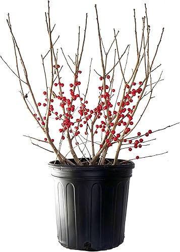 Vista 33 de Ganadores probados - Ilex verticillata Berry Heavy Gold (Winterberry) Arbusto, bayas de oro, 3 - Contenedor