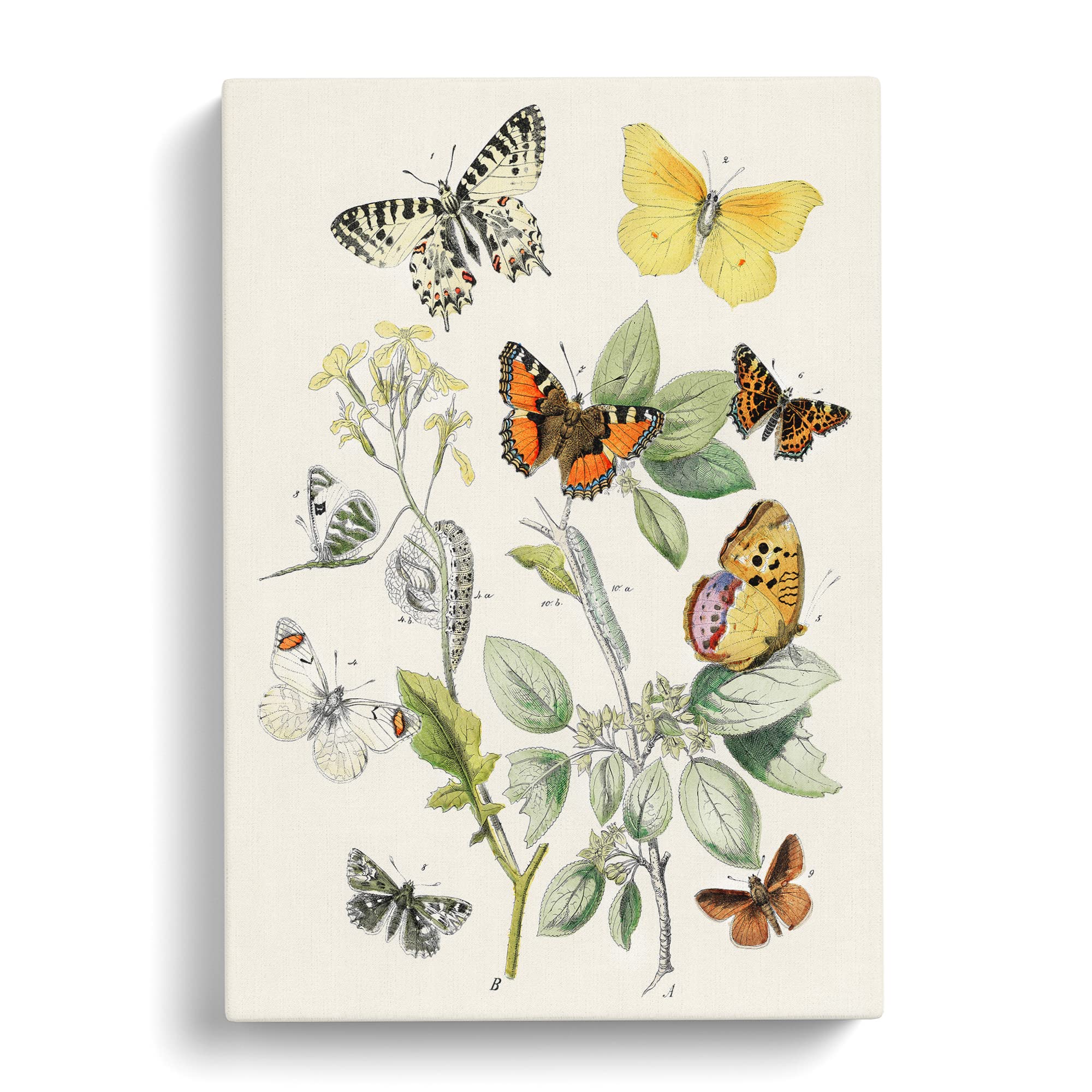 Caterpillars, Moths & Butterflies By W.F. Kirby Canvas Print, Mixed, 25L x 50W cm - Image 2