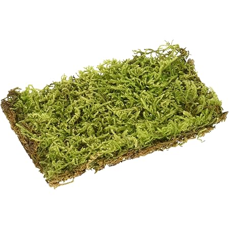Amazon 水作 活きている苔 ハイゴケ Sサイズ X 1 水作 飼育ケース内装 通販