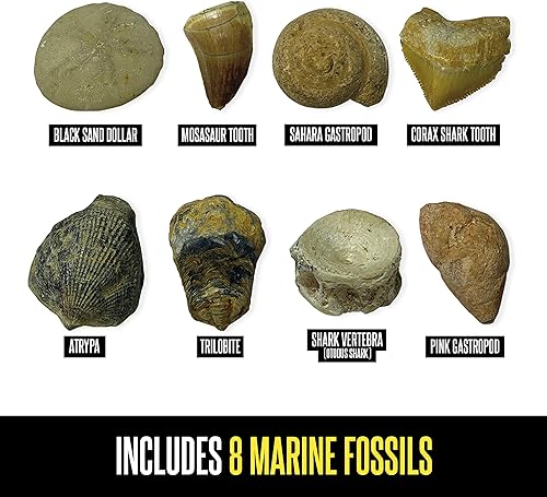 Miniatura 7 de Educational Insights GeoSafari - Kit de excavación de fósiles, kit de ciencia para niños, juguete de ciencia de dinosaurios, a partir de