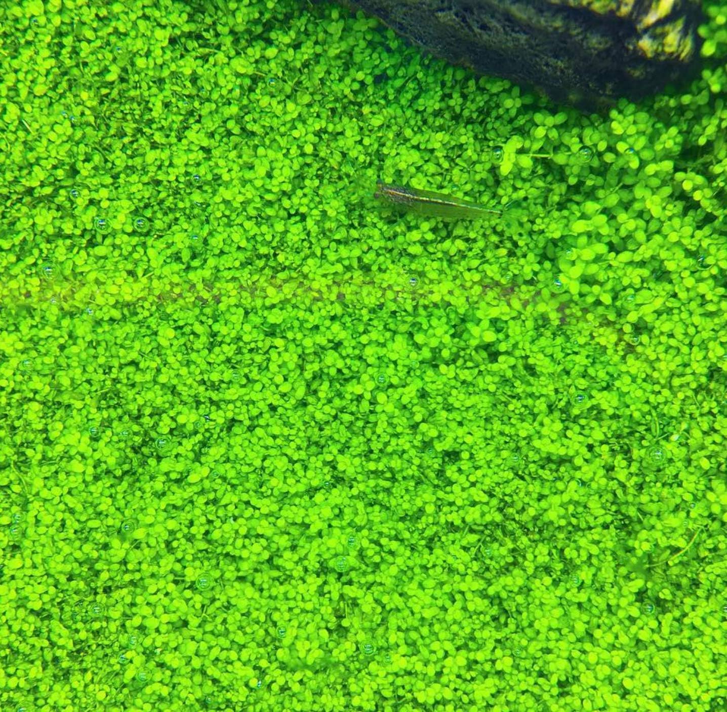 (6 Cup) Dwarf Baby Tears Carpet Live Aquarium Plants Tissue Culture for Freshwater Aquatic Plant Tank