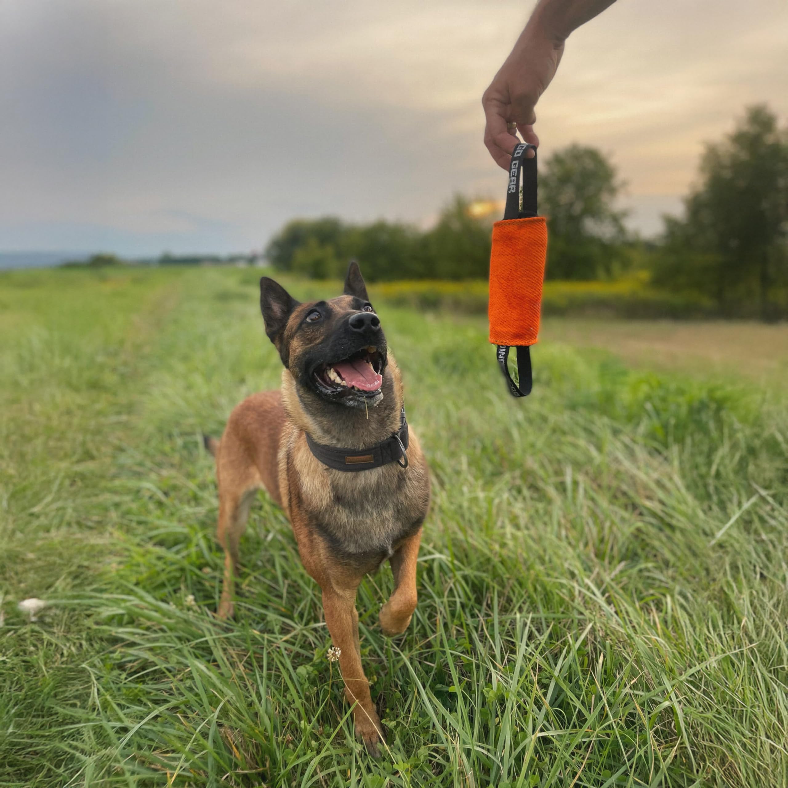 Dingo Gear S02805 - Giocattolo da Traino, a Forma di Cilindro, per lezioni di morso K9, IGP, Sport per Cani, Recupero, tiro alla Fune, Gioco, 2 Manici, Culla in Nylon Arancione, 15 x 8 cm