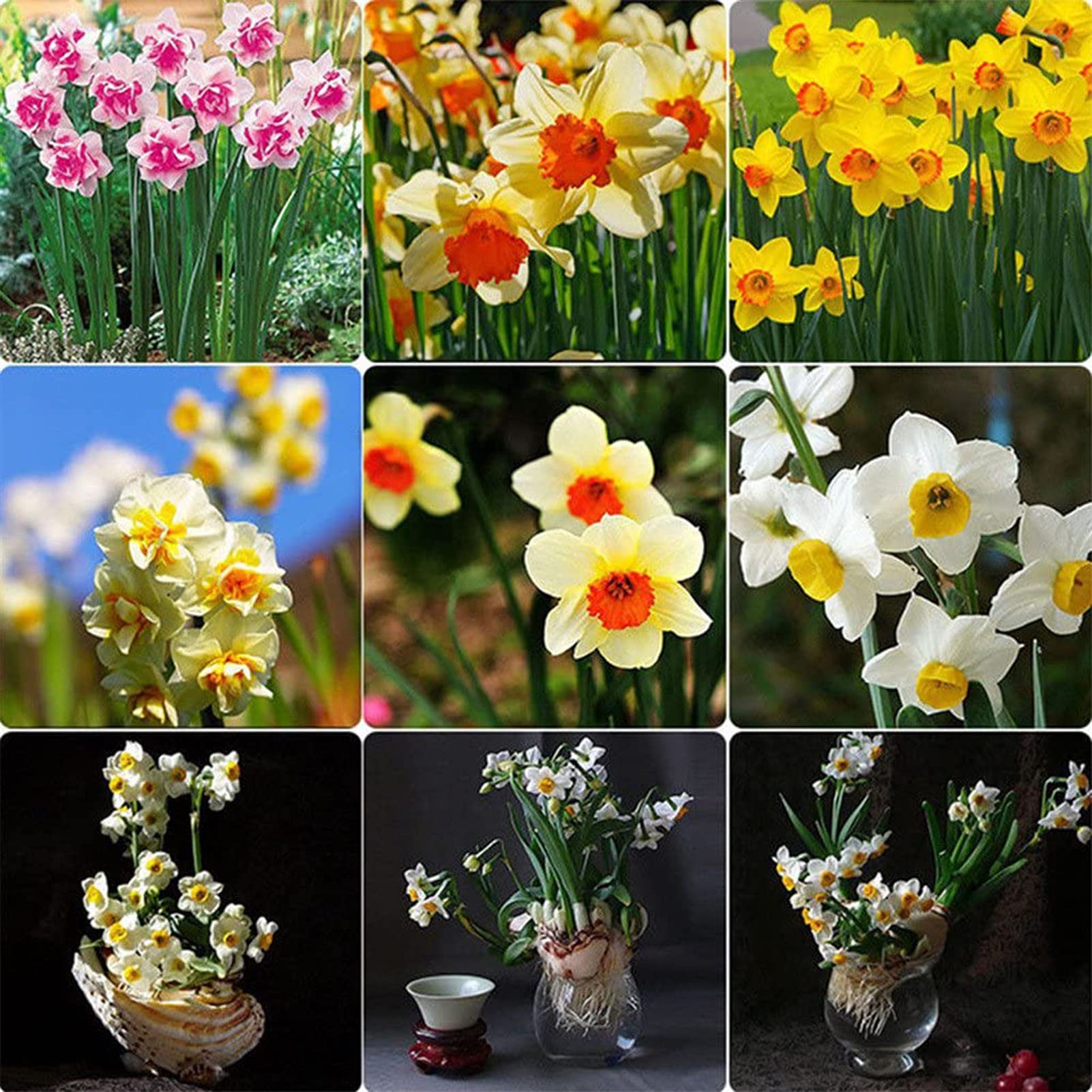 400Pcs/Bag Non GMO Daffodil Seeds, Mix Color Flower Seeds for Garden Outdoor Decoration, Fast Growing Good Harvest Flower Plant Seeds Mix Color Daffodil Seeds
