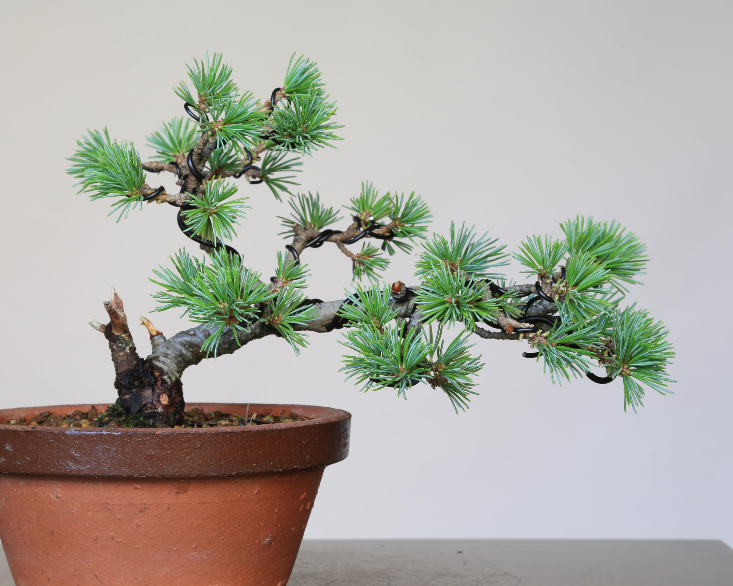 Amazon.co.jp: 吾妻五葉松【大巓性】ダイテンショウ 小品盆栽【泰寿園