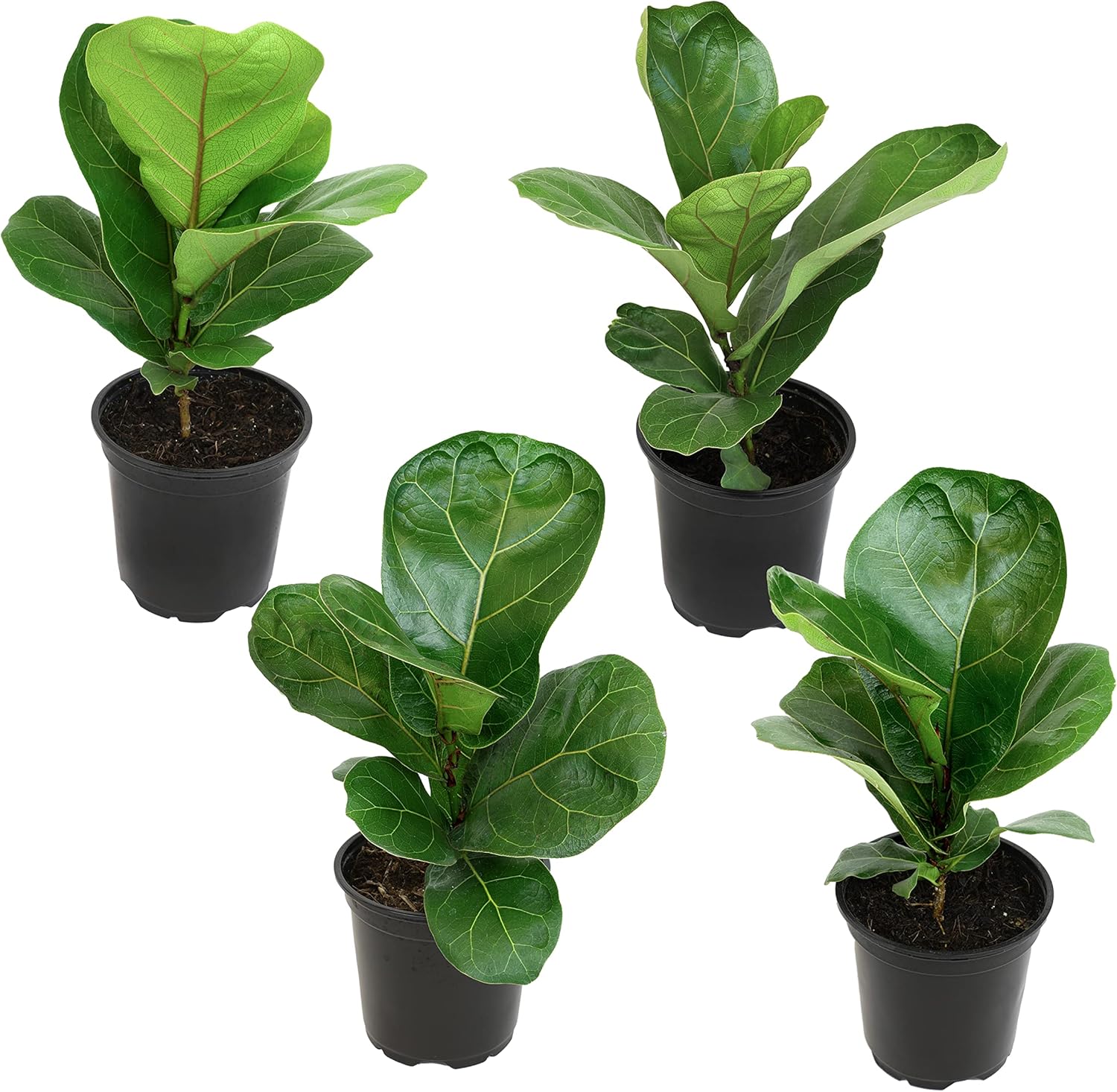 fiddle leaf fig safe for animals