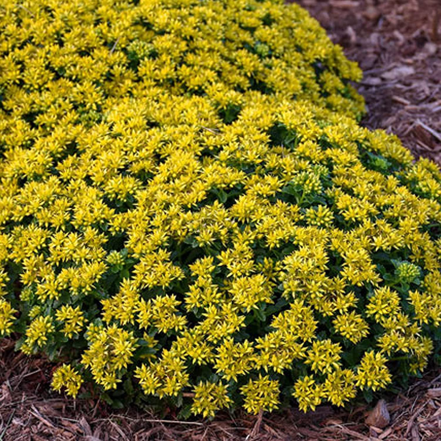 GardenersDream Sedum Little Miss Sunshine - Stonecrop Flowering Plant in Pot - Outdoor Garden Ready Perennial Plant - Vibrant Deciduous Perennial for Gardens, Borders, and Rockeries